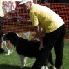 flyball